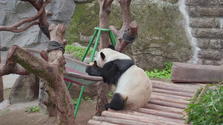 Static medium shot of a giant panda sitting on green framed mesh hammock eating bamboo stalk against rock wall and tree branches in Chongqing Zoo enclosure.