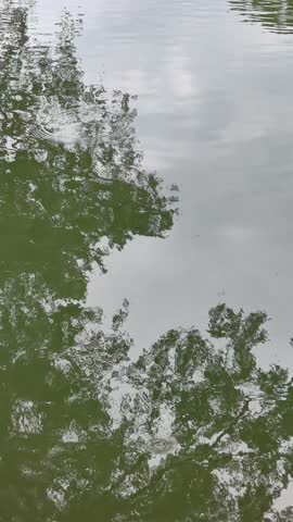 Serene reflection of lush green trees on a calm pond surface with gentle ripples. Perfect for meditation, environment, and mindfulness content.
