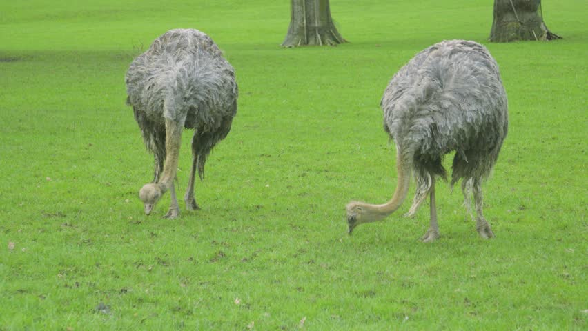 Two Ostriches grazing on grass foraging for food. Perfect for nature wildlife documentaries.