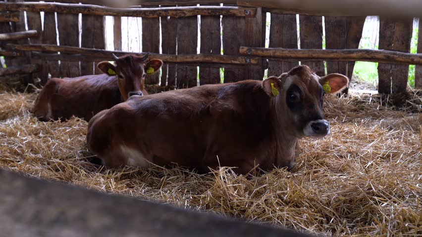 Brown calves lying on hay in a wooden shelter, representing animal care and livestock farming