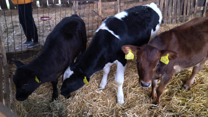 Calves eating in pen with ID tags, animal husbandry, livestock farming