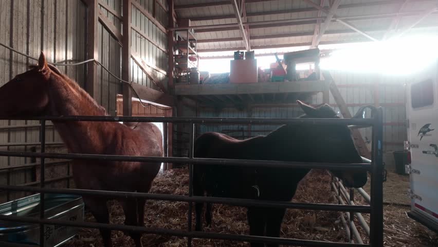 Two horses in a sunny barn surrounded by hay.