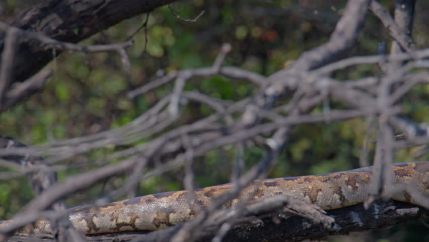 Indian Rock Python resting on elevated branch in forest showing natural arboreal reptile behavior.