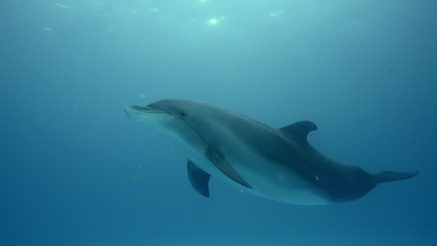 Bottlenose dolphin swims in turquoise water in morning sun light, slow motion. Dolphin swimming in blue water and looking at camera