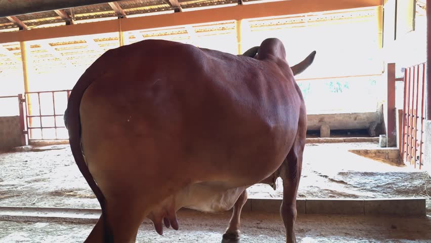 Close Up Portrait of Cow Face in Natural Setting - Wildlife Stock Footage
