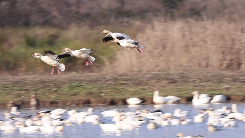 Slow-motion footage captures four snow geese (Anser caerulescens) making final approach and touchdown into a crowded refuge pond, wings fully outstretched and webbed feet extended for landing. The sequence shows classic avian landing mechanics — body pitched upward, wings cupped to shed speed, pink legs dropped and braced for water contact. A large wintering flock of hundreds of snow geese occupies the pond surface in the background, with additional birds visible taking off and milling about, creating a scene of concentrated waterfowl activity characteristic of peak winter migration at Sacramento NWR.
Frame one shows four birds airborne over the flock in tight formation, black wingtips contrasting against white plumage, with dry tule marsh vegetation and a green levee bank visible behind. Frame two captures the chaotic energy of simultaneous landing and takeoff — water spray, splashing feet, and overlapping wingbeats as birds jostle for position within the dense congregation. American coots are also visible among the geese in the water, consistent with typical mixed-species assemblages at Central Valley managed wetlands.
This footage provides strong b-roll value for wildlife documentary production, conservation media, Pacific Flyway migration content, and natural history programming. The slow-motion format clearly resolves wing position, foot extension, and water impact details that are invisible at normal speed, making it particularly useful for educational and behavioral documentation purposes.
Captured at Sacramento NWR, Glenn County, California.
