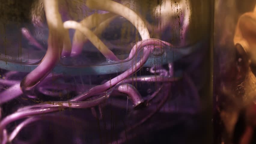 Macro shot of disgusting purple tentacles and red organic growths inside dirty glass jars. Eerie footage of mysterious biological experiments and strange remains in a dark laboratory.