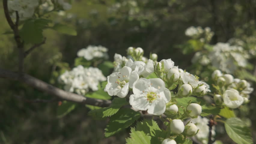 Сamera moves in a circle around a branch covered in white flowers on a blooming Thornapple tree (Crataegus submollis), close-up