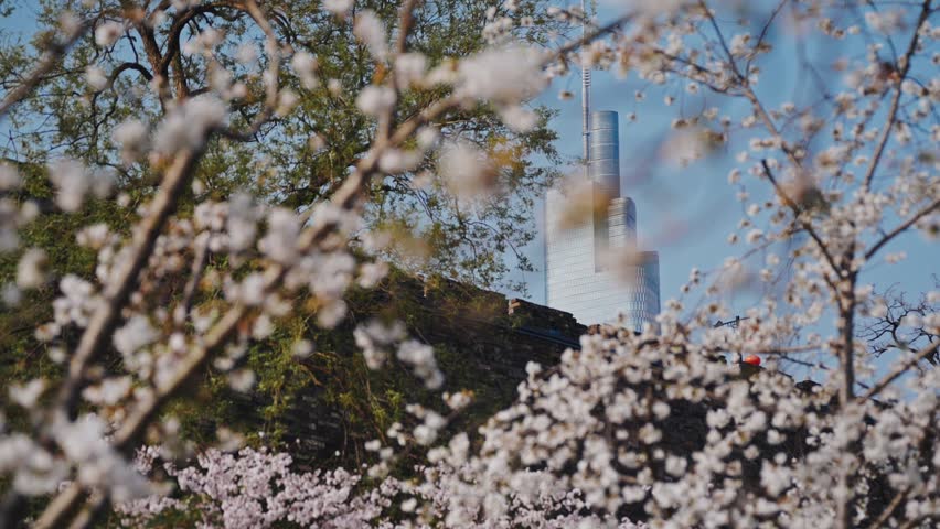 Cherry blossom trees blooming in Xuanwu Lake Park with Zifeng Tower background