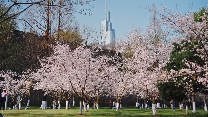 Cherry blossom trees blooming in Xuanwu Lake Park with Zifeng Tower background