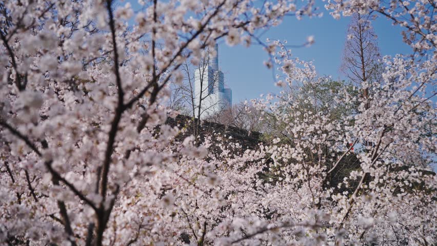 Cherry blossom trees blooming in Xuanwu Lake Park with Zifeng Tower background