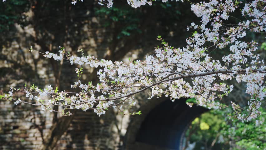 Ancient city wall of Nanjing surrounded by blooming cherry blossoms