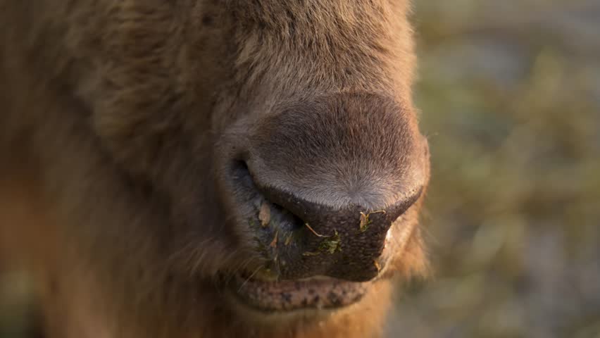 4K slow motion close-up of an American bison chewing. Detailed portrait of the iconic prairie mammal showing its powerful jaws, thick dark fur, and calm rhythmic movement.