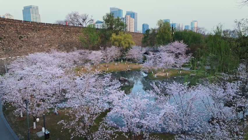 Aerial view of cherry blossoms and ancient city wall in Nanjing, China