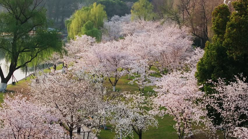 Aerial view of cherry blossoms and ancient city wall in Nanjing, China