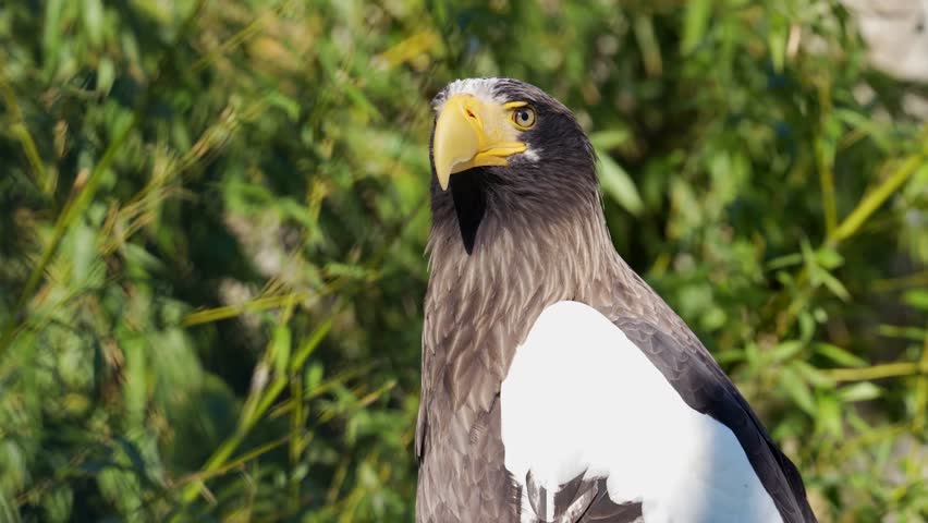 4K slow motion close-up of a Steller