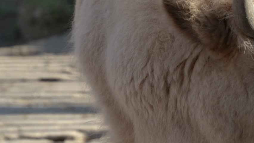4K slow motion close-up of a white American bison head. Detailed shot of a rare white buffalo face.