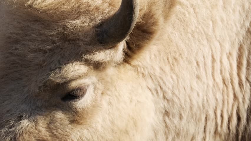 4K slow motion close-up of a white American bison head. Detailed shot of a rare white buffalo face.
