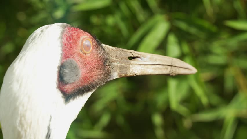 4K slow motion close-up of a Sarus crane head. Detailed shot of the elegant bird featuring its iconic red skin and long beak.