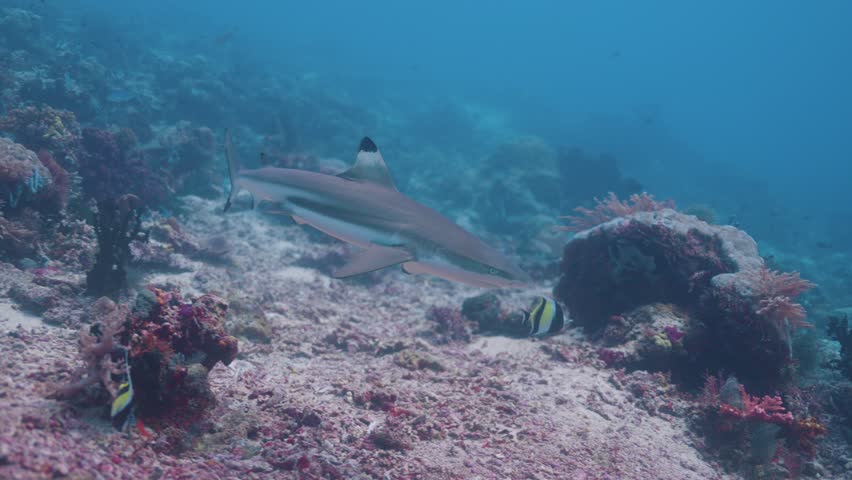 Underwater shot of a Black Tip Reef Shark smoothly swimming through the waters of a clear blue ocean amongst a colourful coral reef