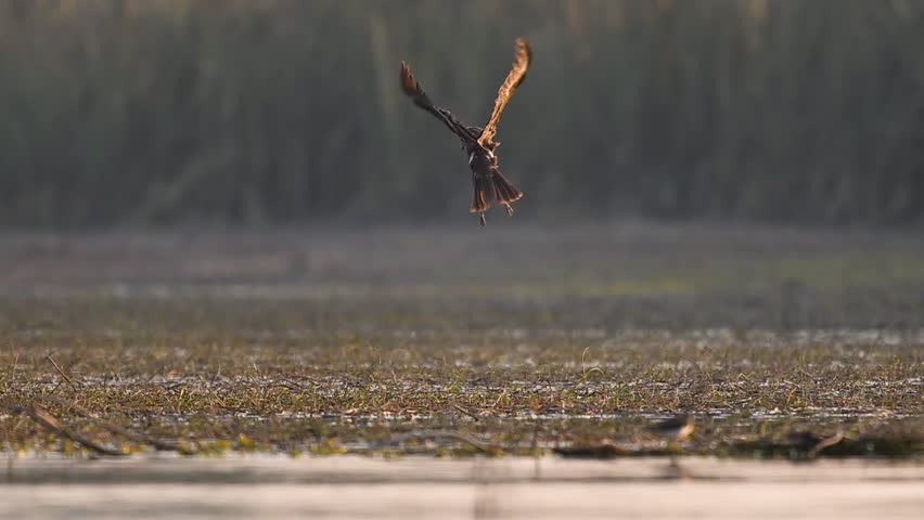 The aggressive hunting behavior of the Circus aeruginosus is captured as it banks sharply to pursue a target in flight.