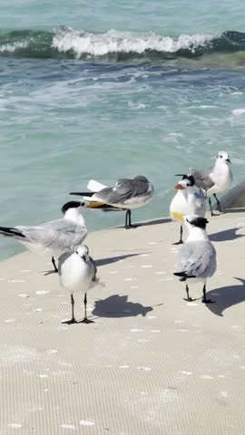 Seagulls and Royal Terns on Sandy Beach.