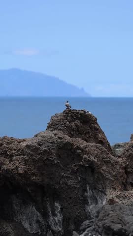 Seaside Rocks with Ocean View and Bird