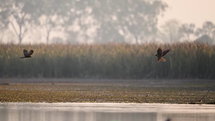 Marsh harrier striking low over reeds demonstrates coordination control and speed
