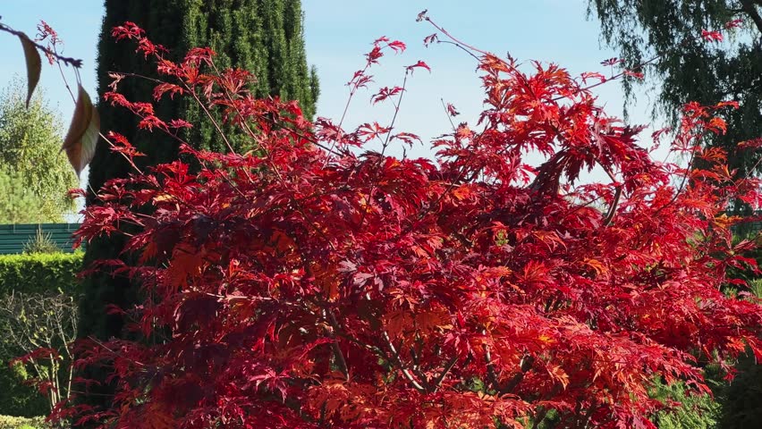 Young tree of the Japanese maple with bright red autumn leaves in the botanical garden, view while vertical panning at sunny morning
