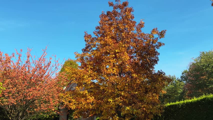Red oak with autumn multicolored leaves in park against the sky, view while moving forward with vertical panning
