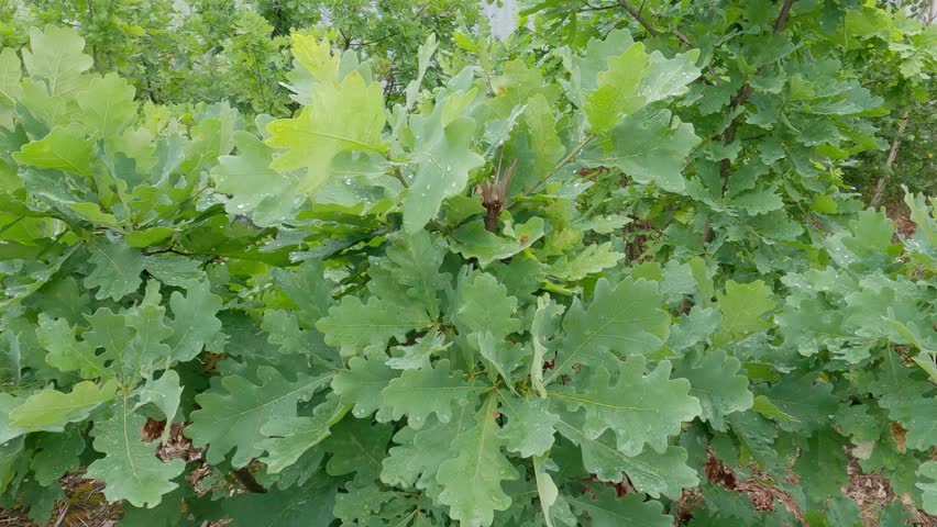 Branches of the young white oak with green leaves covered with water drops after a rain in the forest, view in overcast summer morning

