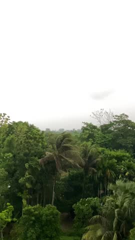 Heavy wind sweeping through dense tropical trees and palm groves in rural Bangladesh under an overcast sky, capturing the intensity of monsoon weather.