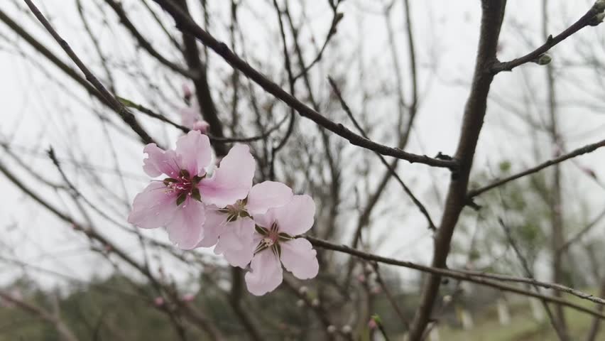 Serene Spring Blossom in Tranquil Orchard