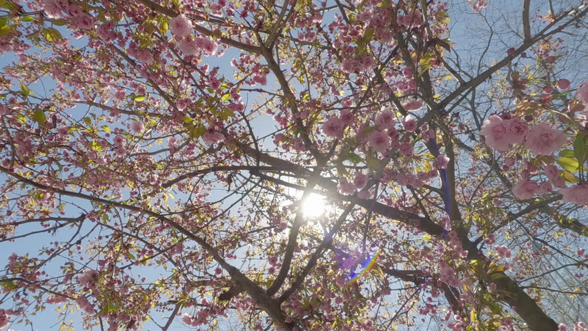 Flying within a Japanese cherry tree covered with pink buds against a blue sky in backlit by the sun, rays of sun shine through branches
