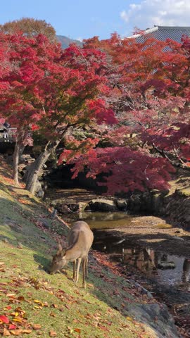 A cute deer during the autumn foliage at Nara Park in Japan