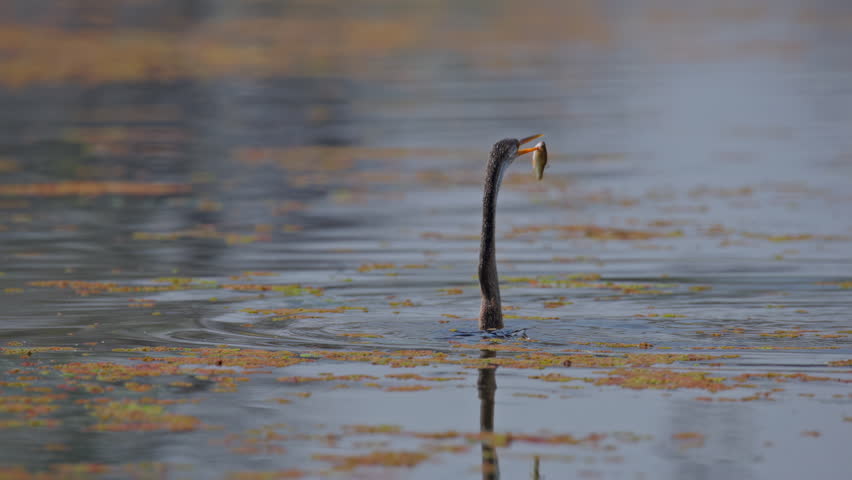 snakebird flipping fish into the air to swallow head first, dramatic wildlife feeding moment on open water.