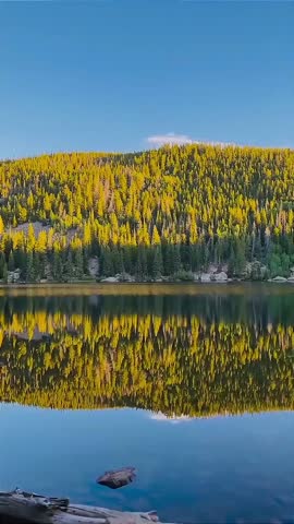 Yellow Pine Forest Reflection on Clear Blue Lake