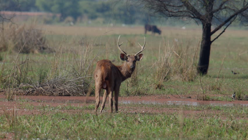 Barasingha male deer looking toward camera while positioned in grassy plain during daylight.