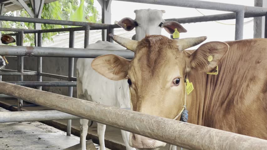 Cow Livestock Farm Close-Up Footage 