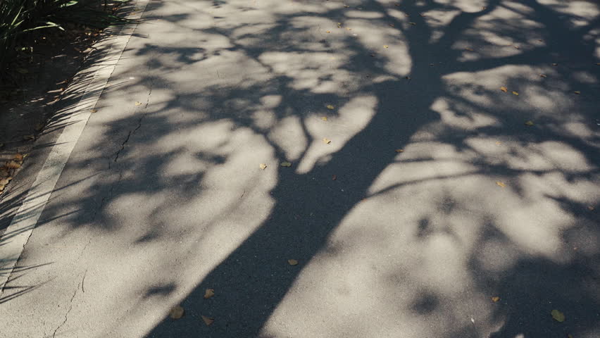 Cinematic Shadow of Large Tree Swaying on an Empty Asphalt Road