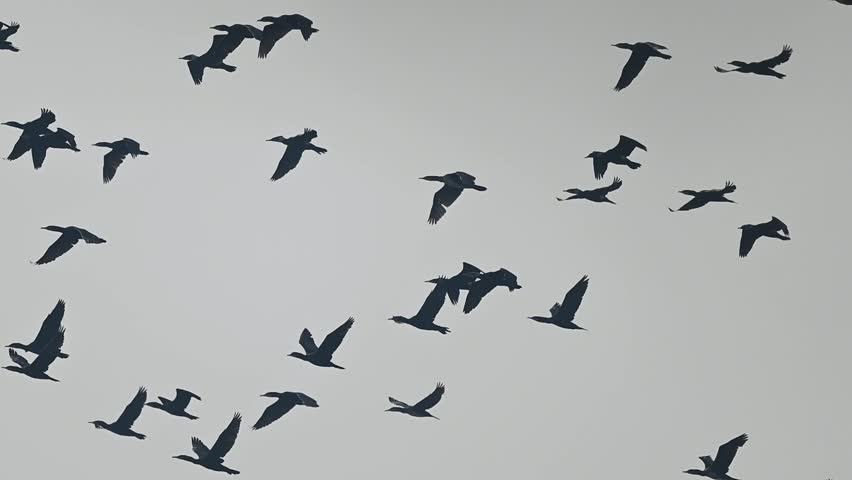 A massive flock of Great Cormorants glides gracefully through the orange hues of a rising sun over a quiet wetland.