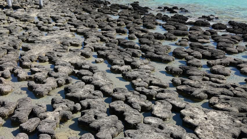 A wooden boardwalk stretches over living fossils of stromatolites in Hamelin Pool into sparkling turquoise Waters of Shark Bay beneath a clear blue sky, suggesting calm coastal exploration, seaside travel, nature, and marine conservation. Western Australia.