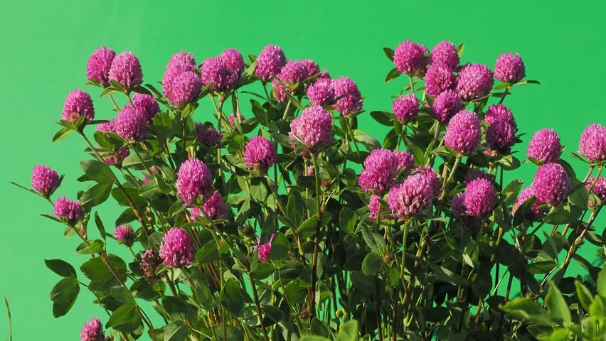 pink red clover flowers on green screen