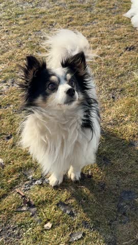 A fluffy dog ​​licks itself, vertical video.