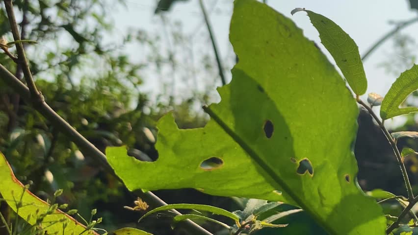 Common grass yellow butterfly landing in slow motion