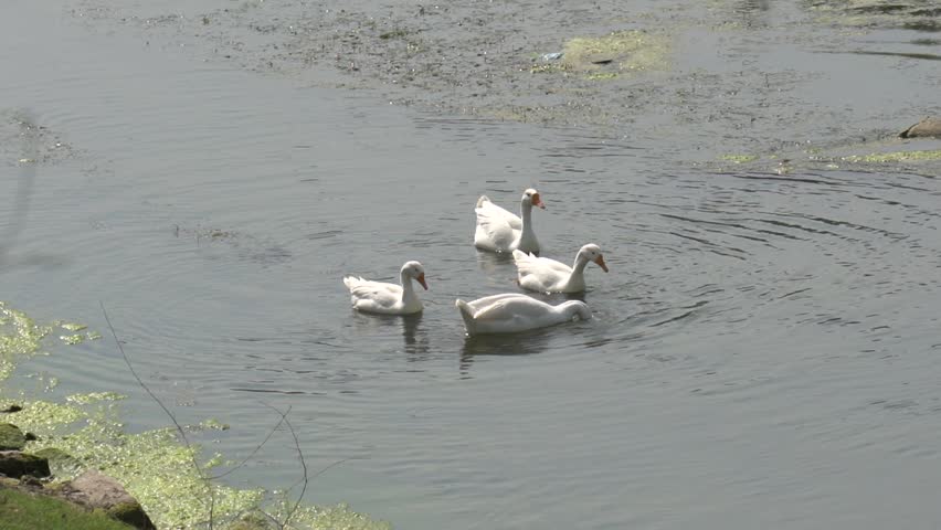 Group of white domestic geese swimming in a murky pond
