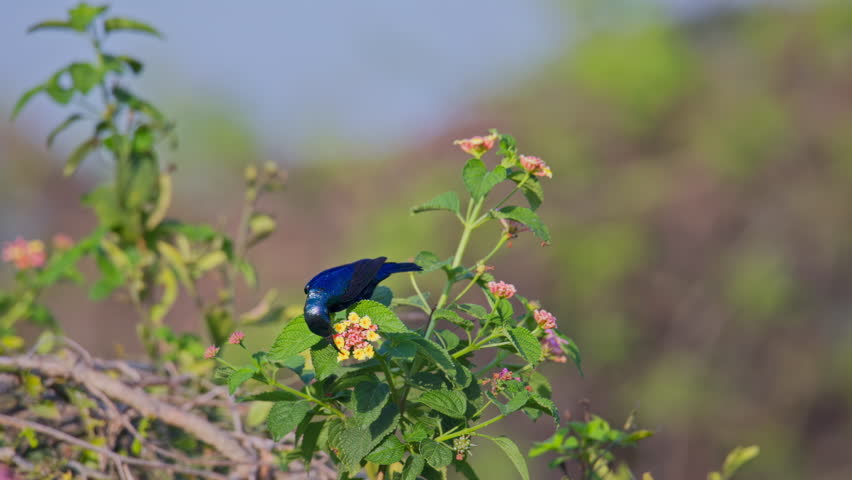 Purple Sunbird rising from flower and gathering nectar from blossom with powerful wingbeat in outdoor wildlife scene.