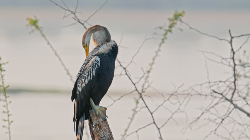 Darter bird preening feathers while perched on a tree branch near wetland habitat.