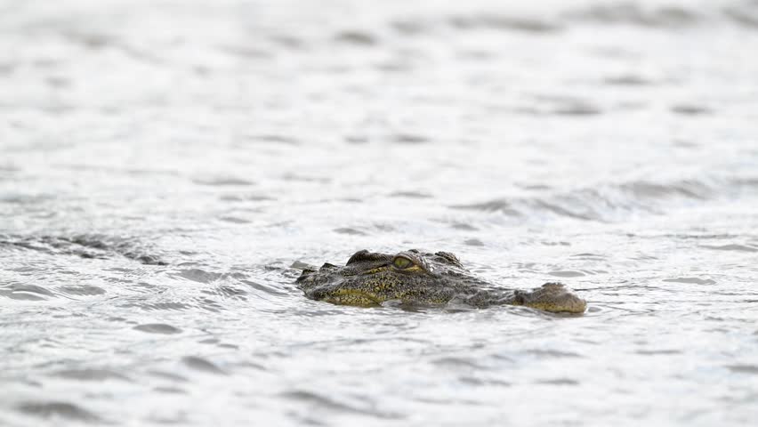 Nile crocodile swimming in the shallow water of Chobe River in Chobe National Park, Botswana