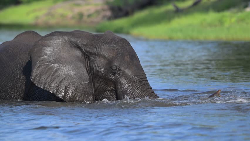 African Bush Elephants swimming and playing in the water of Chobe River in Chobe National Park, Botswana